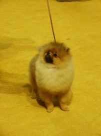 maxi